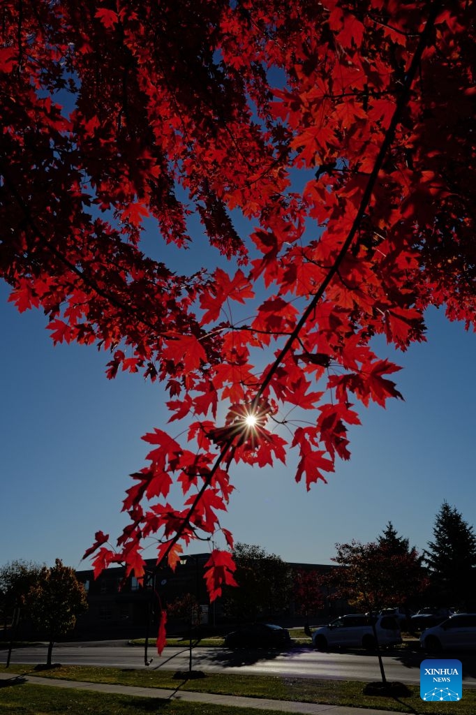 This photo taken on Oct. 24, 2026 shows the red leaves of a maple tree at a park in Ontario, Canada. Autumn is in full swing across the Greater Toronto Area in Ontario, Canada. (Photo by Yang Shu/Xinhua)