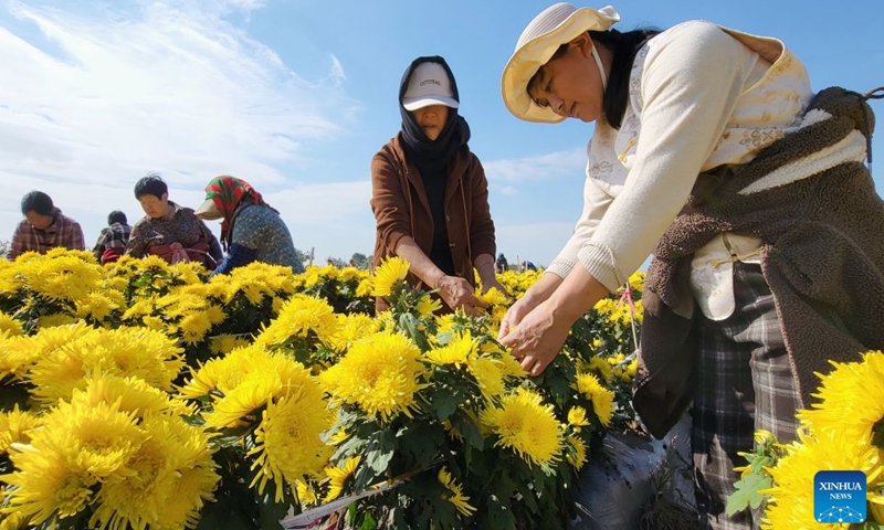 People harvest chrysanthemums at a planting base in Guanyun County of Lianyungang City, east China's Jiangsu Province, Oct. 23, 2026. (Photo by Wu Zhengxiang/Xinhua)