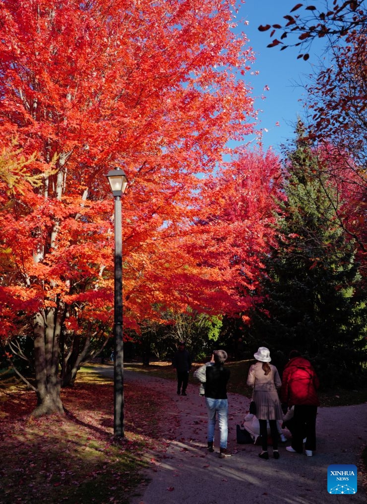 People take photos under red maple trees in Ontario, Canada, Oct. 24, 2026. Autumn is in full swing across the Greater Toronto Area in Ontario, Canada. (Photo by Yang Shu/Xinhua)