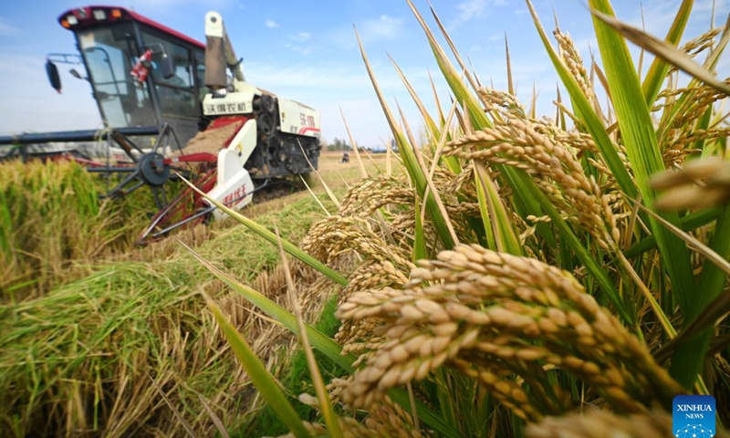 A harvester works at a paddy field in Kaifeng, central China's Henan Province, Oct. 22, 2026. (Photo by Li Junsheng/Xinhua)