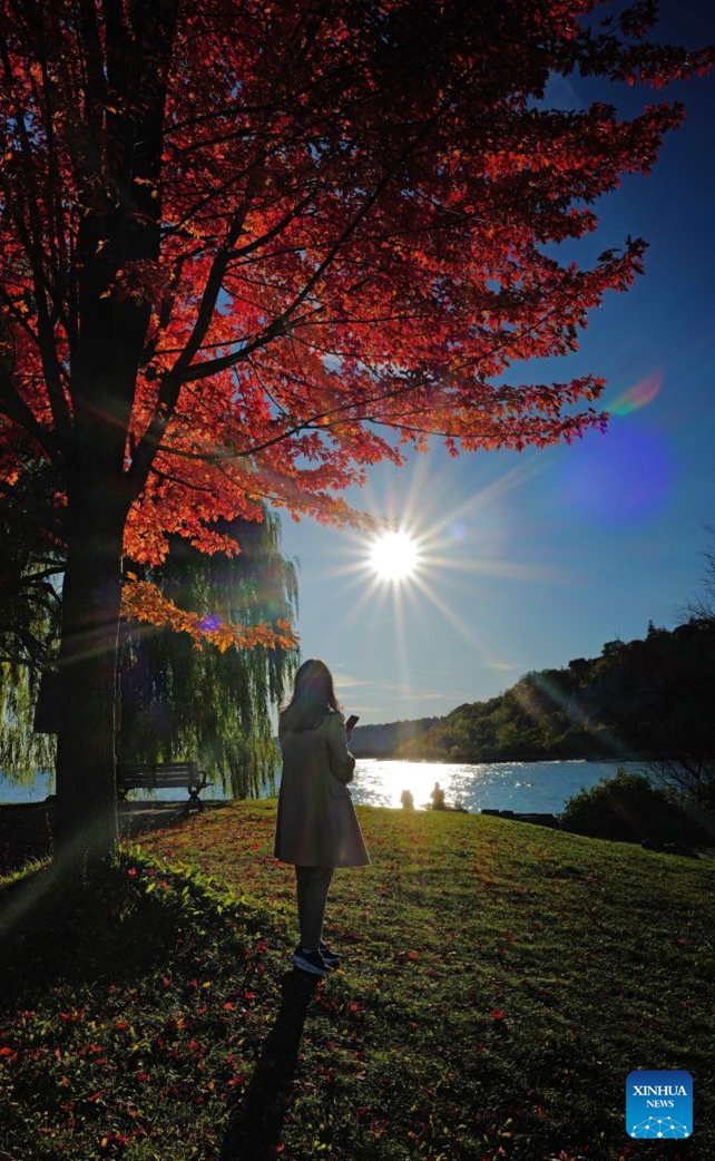A woman waits for the sunset under a red maple tree at a park in Ontario, Canada, Oct. 23, 2026. Autumn is in full swing across the Greater Toronto Area in Ontario, Canada. (Photo by Yang Shu/Xinhua)