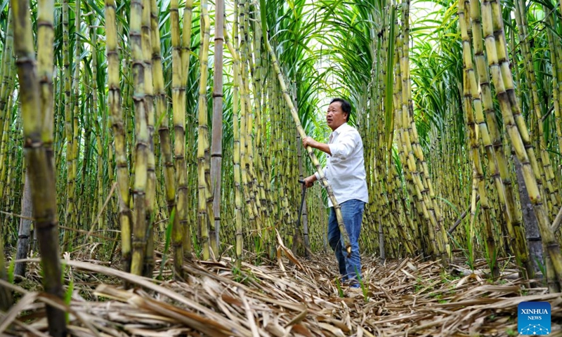 A farmer harvests sugar canes in Leqing City, east China's Zhejiang Province, Oct. 23, 2026. (Photo by Cai Kuanyuan/Xinhua)