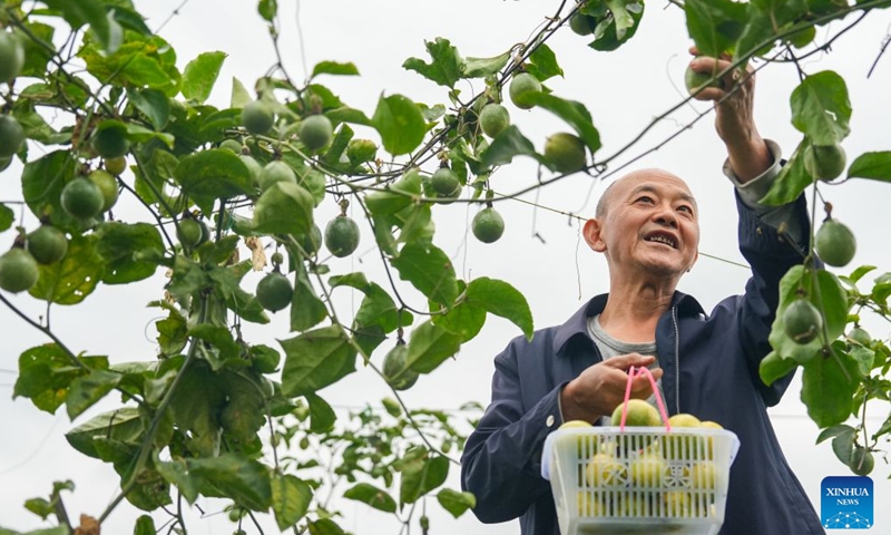 A farmer harvests passion fruits at a planting base in Tianfu New Area, southwest China's Sichuan Province, Oct. 23, 2026. (Photo by Weng Guangjian/Xinhua)