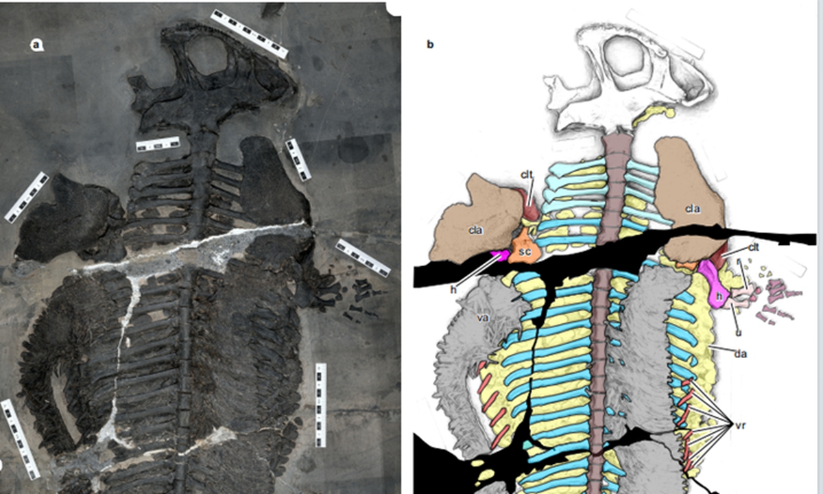 Holotype fossil specimen of Gerrothorax maritimus Photo: Courtesy of Geological Museum of Guizhou