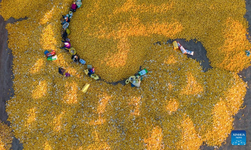An aerial drone photo taken on Oct. 25, 2026 shows farmers arranging corn at a drying yard in Tangyuan County of Jiamusi City, northeast China's Heilongjiang Province. With the autumn harvest drawing to an end in Heilongjiang, China's top grain-producing province, all grain-growing areas in the province are stepping up post-harvest management to ensure safe grain storage and procurement. (Photo by Zhu Zongqiang/Xinhua)