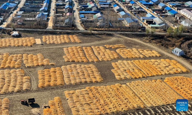 A drone photo taken on Oct. 25, 2026 shows a corn drying yard in Hengtoushan Town of Huachuan County, Jiamusi City of northeast China's Heilongjiang Province. With the autumn harvest drawing to an end in Heilongjiang, China's top grain-producing province, all grain-growing areas in the province are stepping up post-harvest management to ensure safe grain storage and procurement. (Photo by Chen Zhiguo/Xinhua)