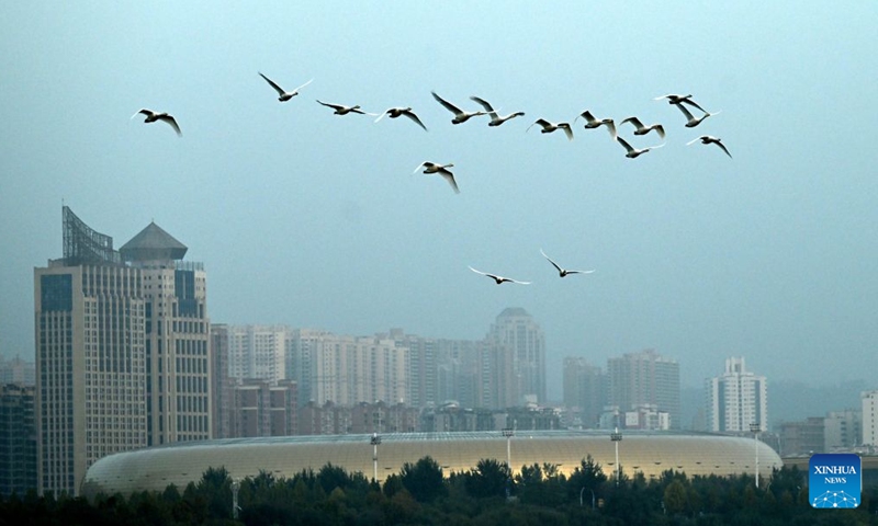 This photo taken on Oct. 29, 2026 shows swans flying over a wetland park in Sanmenxia, central China's Henan Province. A large number of migratory swans have flocked in to winter at the Yellow River wetland in Sanmenxia. (Xinhua/Zhu Xiang)

