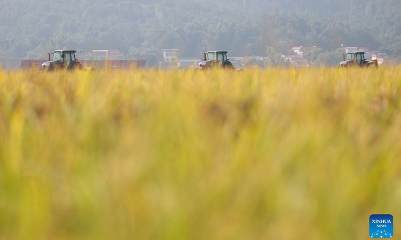 Unmanned agricultural machines move amid rice fields on an intelligent farm in Liucheng Town of Dongyuan County, south China's Guangdong Province, Oct. 30, 2026.
A group of unmanned agricultural machinery developed by a Chinese research team from the country's South China Agricultural University conducted live field demonstrations here on Friday, showcasing a new model for modern smart agriculture. (Xinhua/Deng Hua)