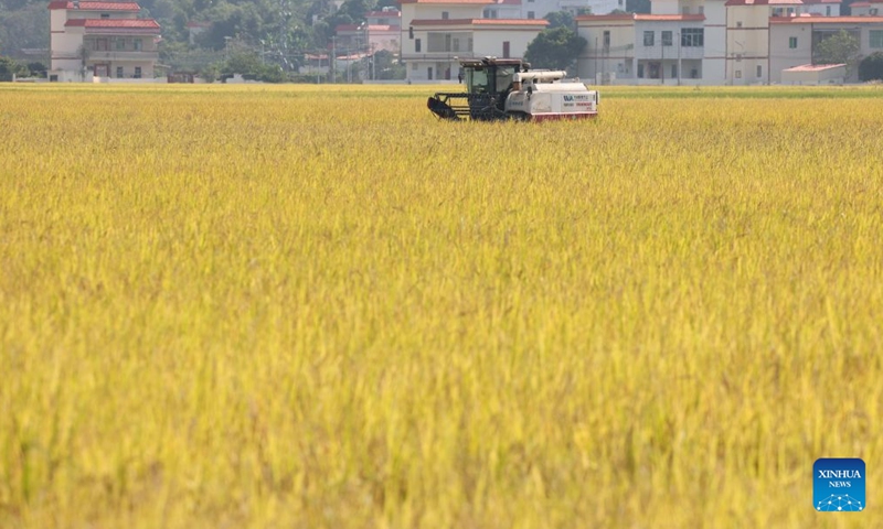 An unmanned harvester works in fields on an intelligent farm in Liucheng Town of Dongyuan County, south China's Guangdong Province, Oct. 30, 2026.
A group of unmanned agricultural machinery developed by a Chinese research team from the country's South China Agricultural University conducted live field demonstrations here on Friday, showcasing a new model for modern smart agriculture. (Xinhua/Deng Hua)