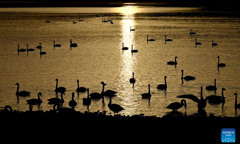 This photo taken on Oct. 30, 2026 shows swans at a wetland park in Sanmenxia, central China's Henan Province. A large number of migratory swans have flocked in to winter at the Yellow River wetland in Sanmenxia. (Xinhua/Zhu Xiang)

