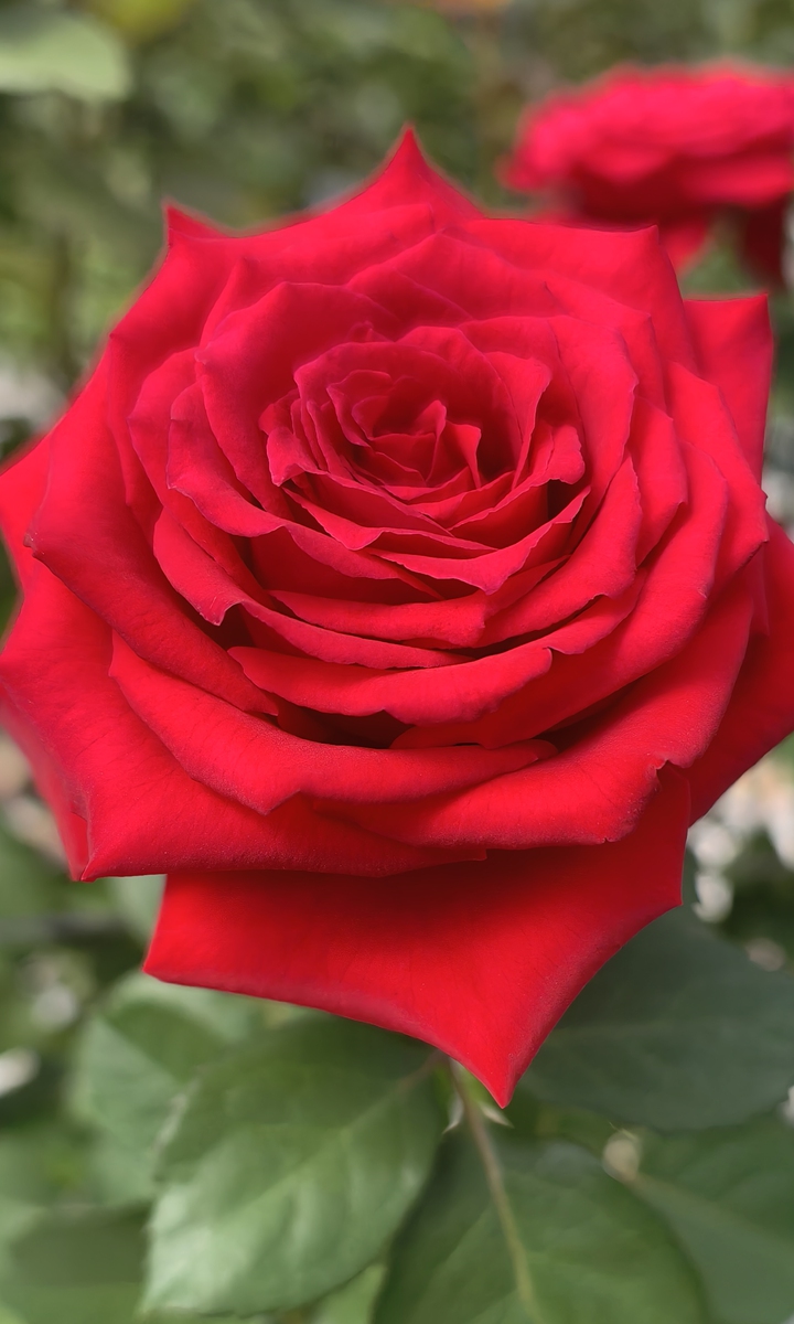 The Zhaxi Red rose Photo: Courtesy of Cai Yanfei   Visitors take in an exhibition at the Zhaxi Conference Memorial Hall in Zhaotong, Yunnan Province, on September 22, 2026. Photo: VCG