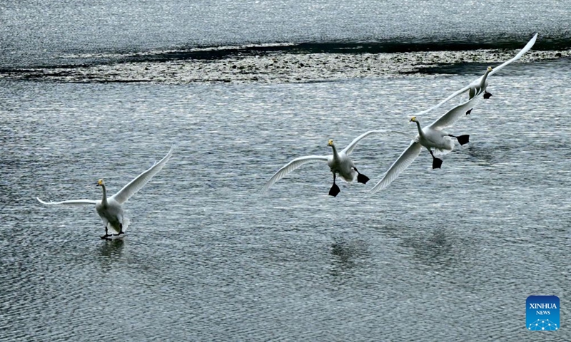This photo taken on Oct. 28, 2026 shows swans at a wetland park in Sanmenxia, central China's Henan Province. A large number of migratory swans have flocked in to winter at the Yellow River wetland in Sanmenxia. (Xinhua/Zhu Xiang)

