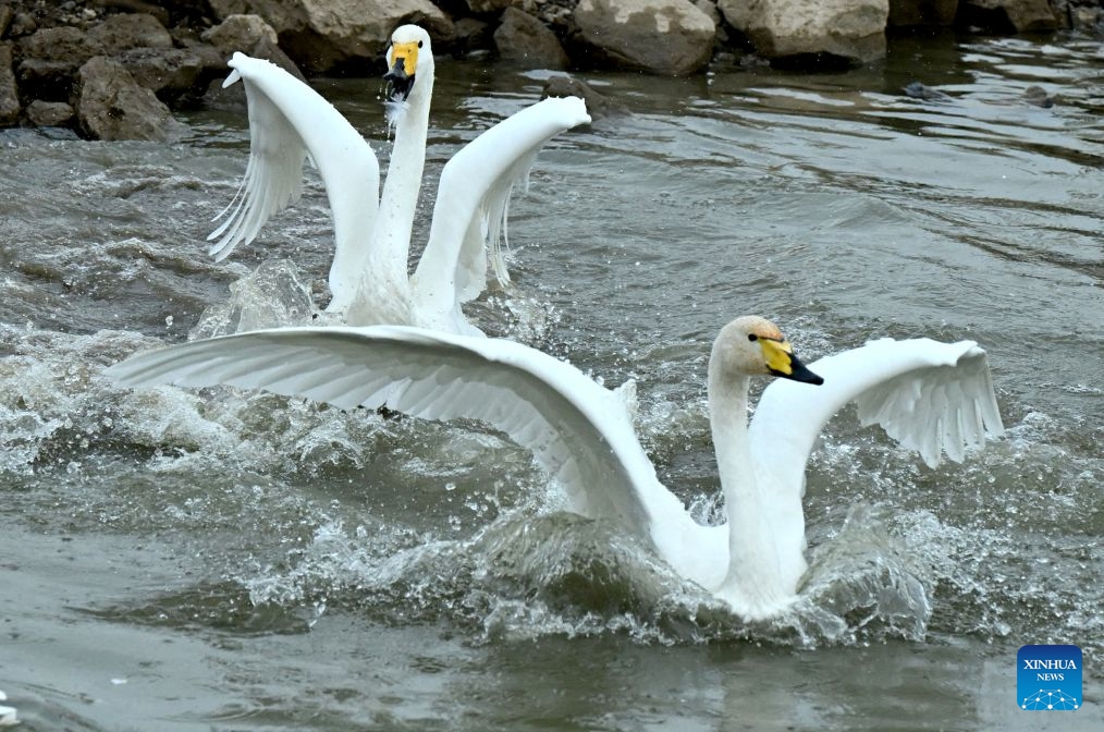 This photo taken on Oct. 27, 2026 shows swans at a wetland park in Sanmenxia, central China's Henan Province. A large number of migratory swans have flocked in to winter at the Yellow River wetland in Sanmenxia. (Xinhua/Zhu Xiang)

