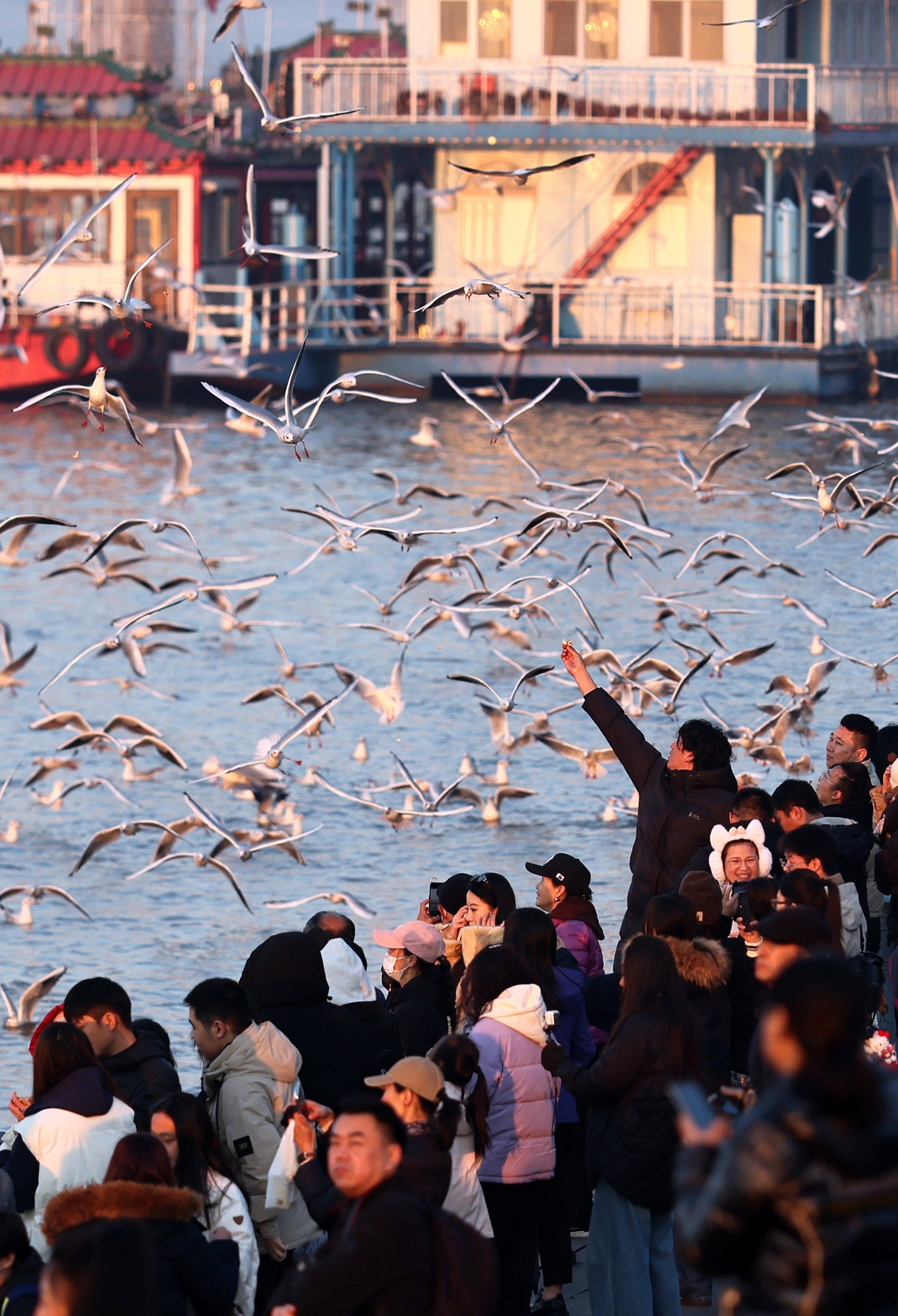 Flocks of red-billed gulls gather to feed along the Songhua River in Harbin, Northeast China's Heilongjiang Province, on October 29, 2026. In more than 10 days, once the Songhua River freezes over completely, the gulls will set off for warmer southern regions to spend the winter. Photo: VCG
