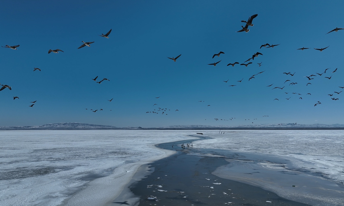 Migratory birds fly over the shores of Huangqihai Lake in Ulanqab, Inner Mongolia, in March 2026. Photo: Courtesy of Ulanqab Publicity Department