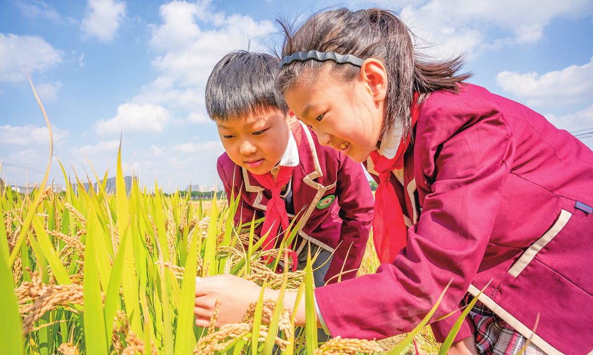 Students observe rice plants in the paddies and experience the joy of the harvest in Haian, East China's Jiangsu Province on October 27, 2026. Photos on this page: VCG