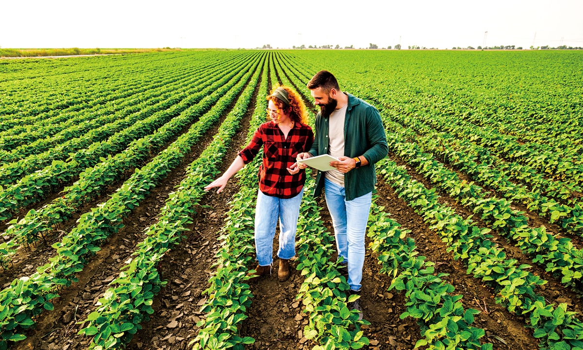 Farmers inspect soybean crop.