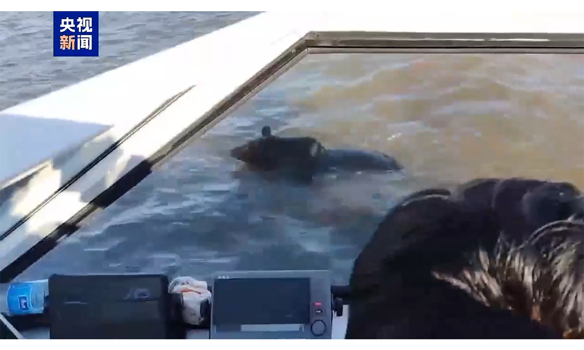 A young black bear is spotted crossing the Heilongjiang River from an island in Russian territory into Chinese territory on October 23. Screenshot: CCTV News