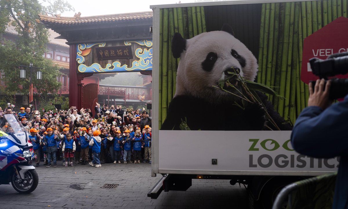Schoolchildren attend the farewell of panda cub Lang Yue before her departure to China, in Rhenen, Netherlands, on October 30, 2026. The panda cub is leaving for China for her role in the giant panda conservation program. Her parents, Wu Wen and Xing Ya, will remain at Ouwehands Zoo in Netherlands. Photo: VCG