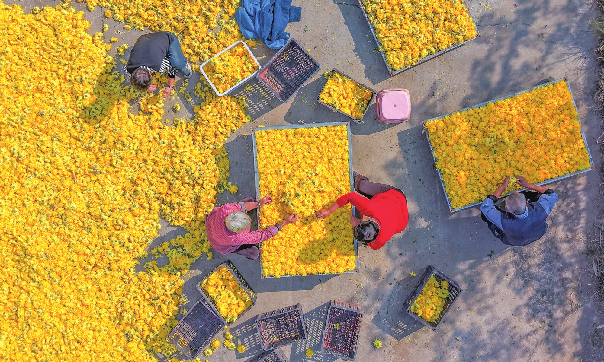 Farmers sort and select golden chrysanthemums in preparation for the drying and processing stage at a drying center in Lizhai village, East China's Anhui Province on October 28, 2026.